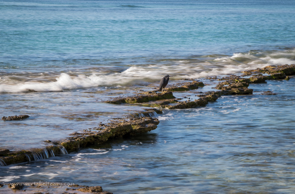 Dark phase reef egret