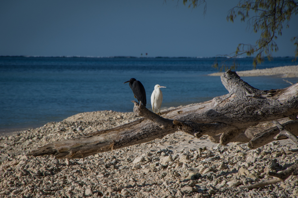 Pair of reef egrets