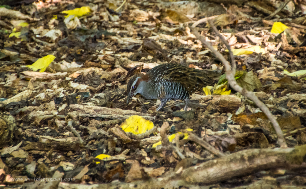 Buff banded rail