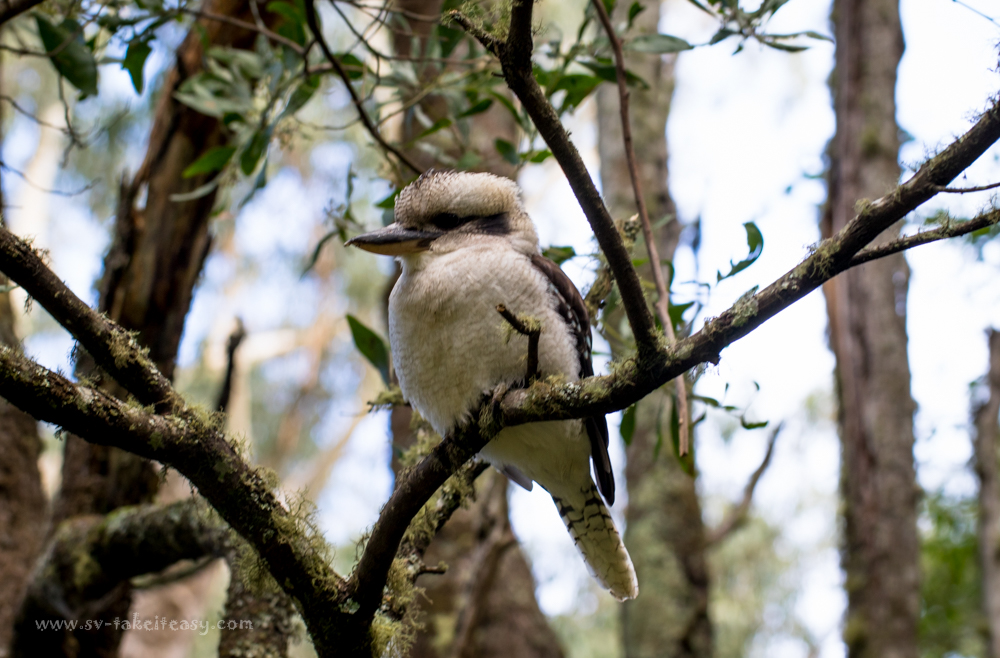 Laughing Kookaburra