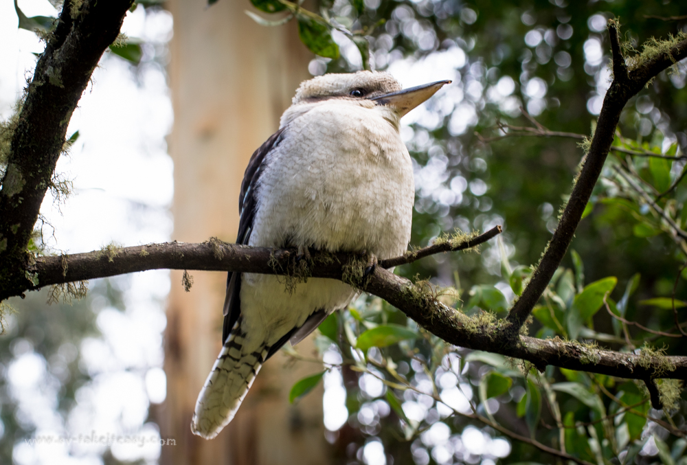 Laughing Kookaburra