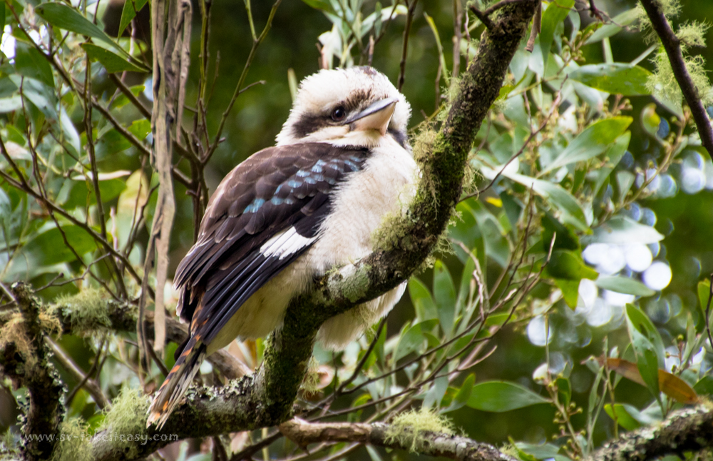 Laughing Kookaburra