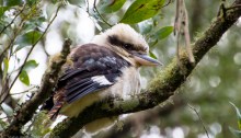 Laughing Kookaburra