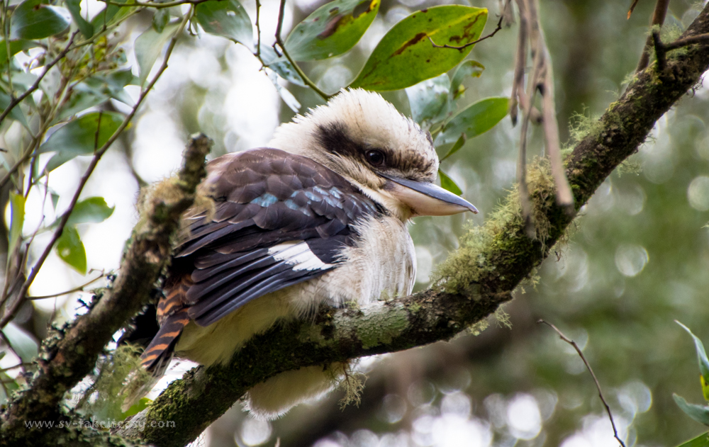 Laughing Kookaburra