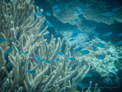 Snorkeling at Lady Musgrave
