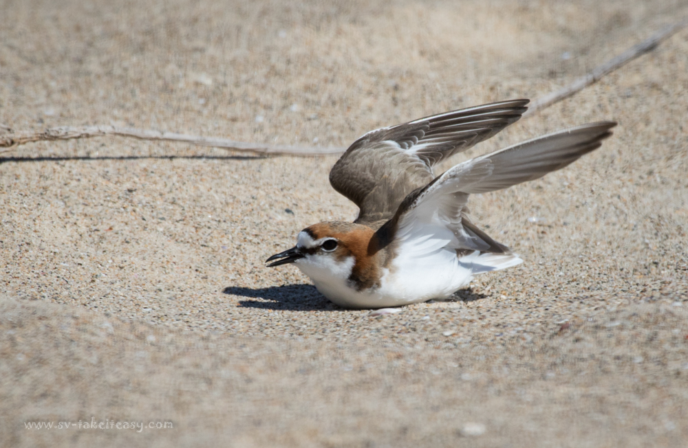 Red-capped dotterel