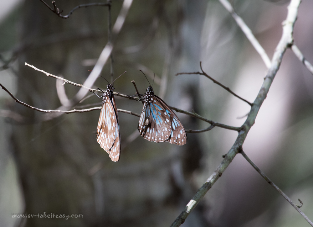 Blue tiger butterfly