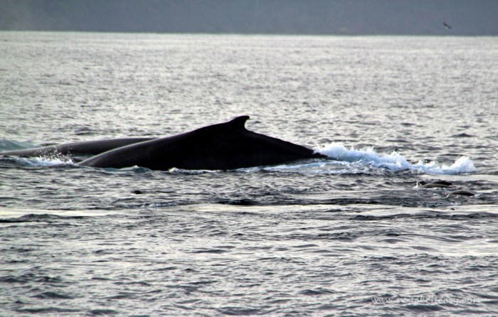 Humpback Whales at Marion Bay