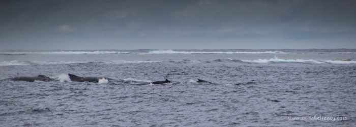 Pod at Lady Elliott Island