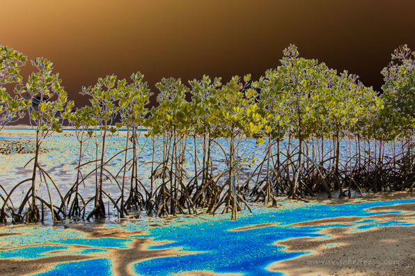 Mangrove - Week Four