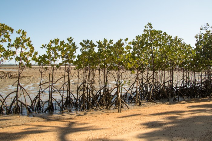 Mangrove - Week One
