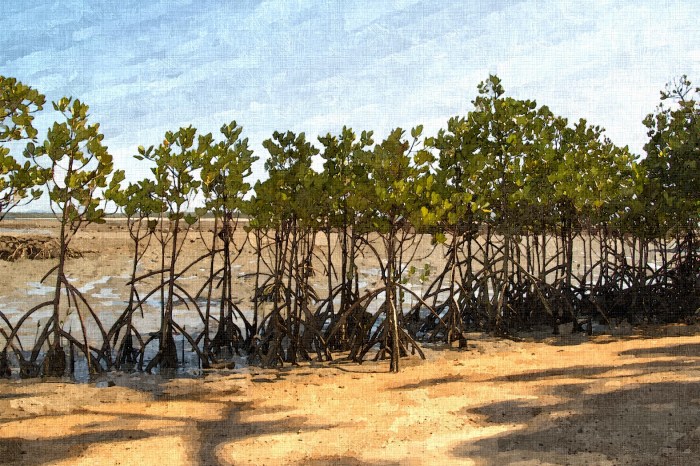 Mangrove - Week Three