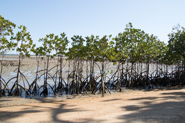 Mangrove - Original
