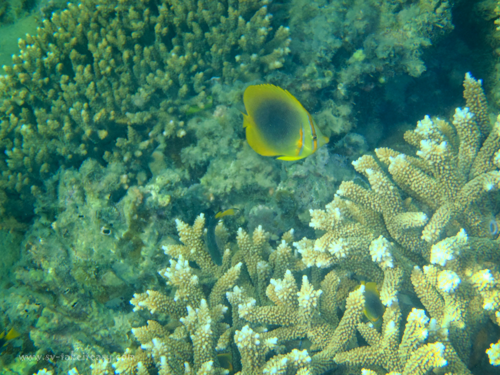 Monkey Bay Snorkeling