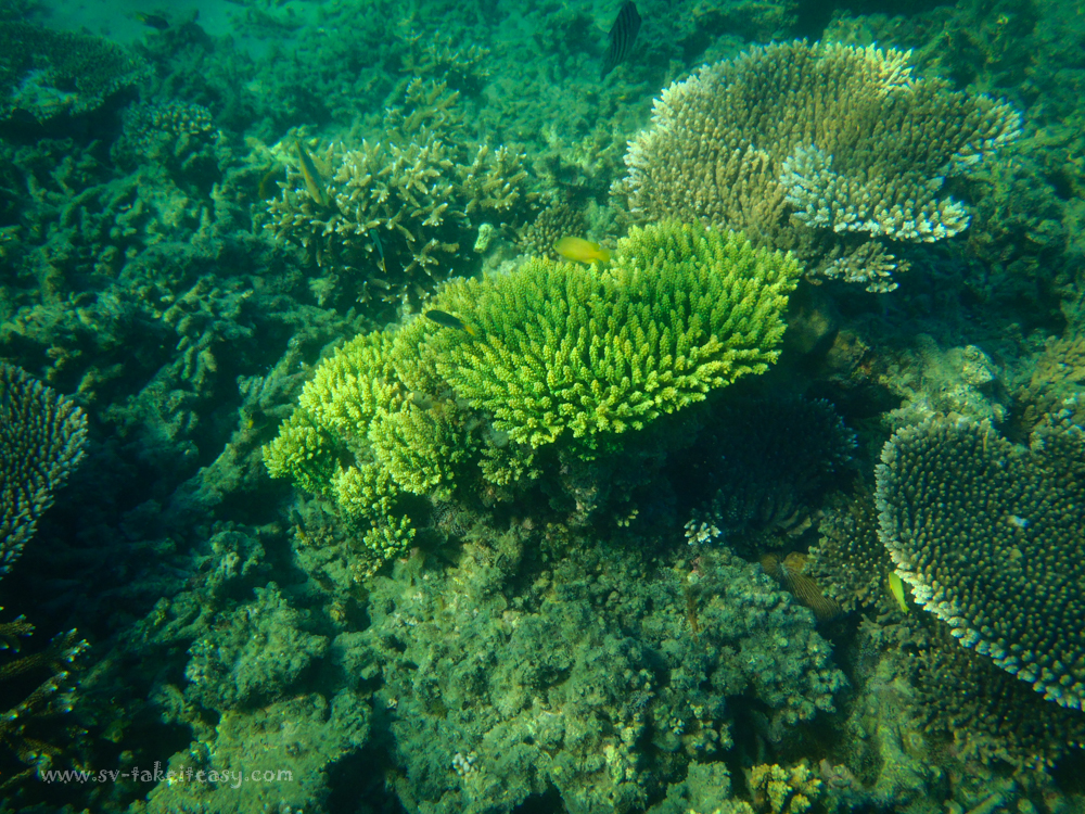 Monkey Bay Snorkeling