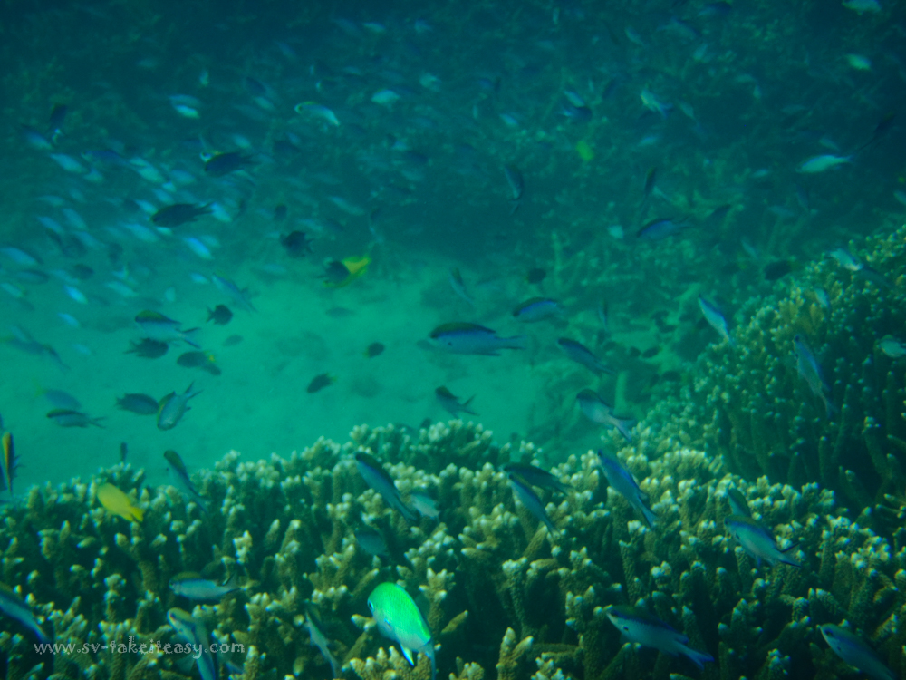 Monkey Bay Snorkeling