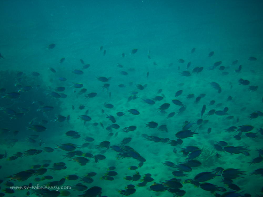 Monkey Bay Snorkeling