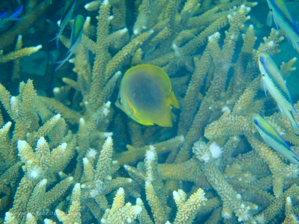Monkey Bay Snorkeling