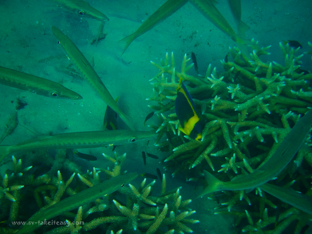Monkey Bay Snorkeling