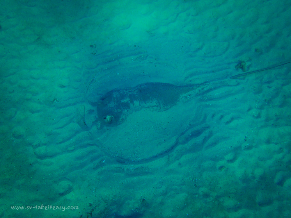 Monkey Bay Snorkeling