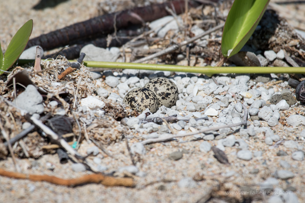 Dotterel eggs