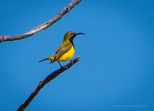Male sunbird