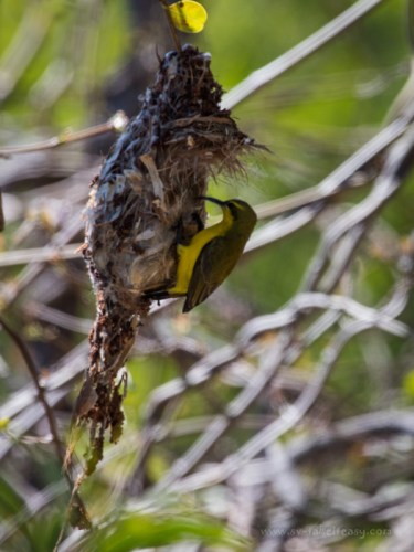 Female Sunbird on the nest