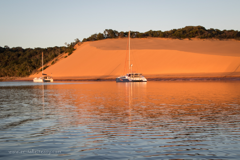 Cats at Yellow Patch