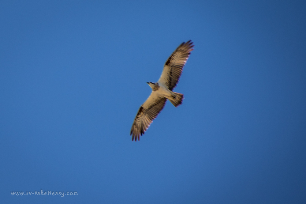 Osprey in flight