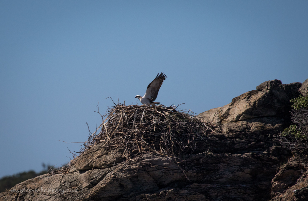 Osprey