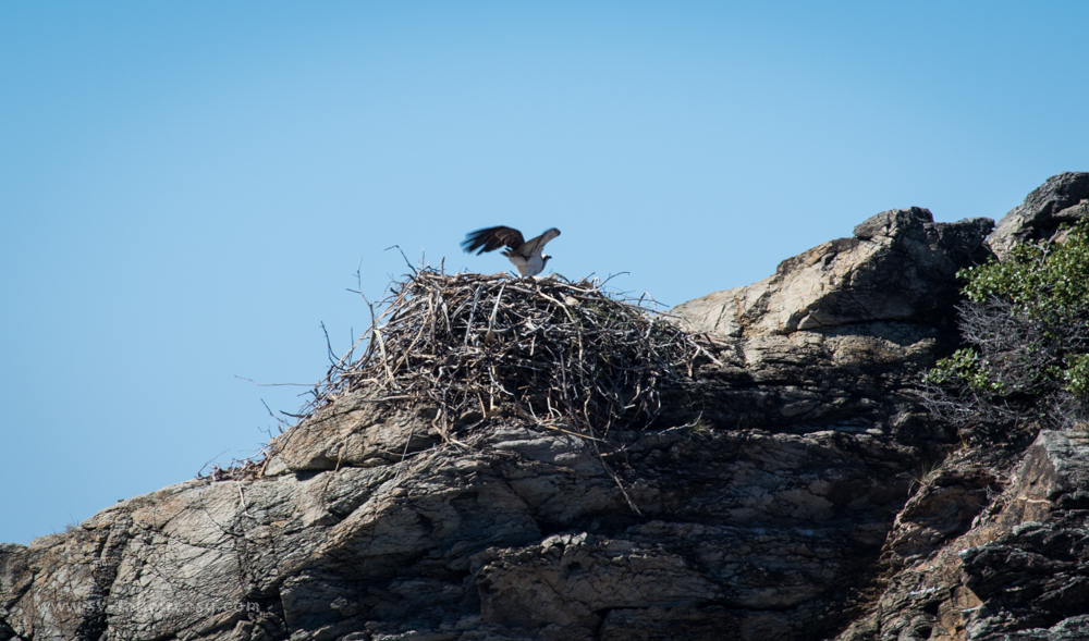 Osprey