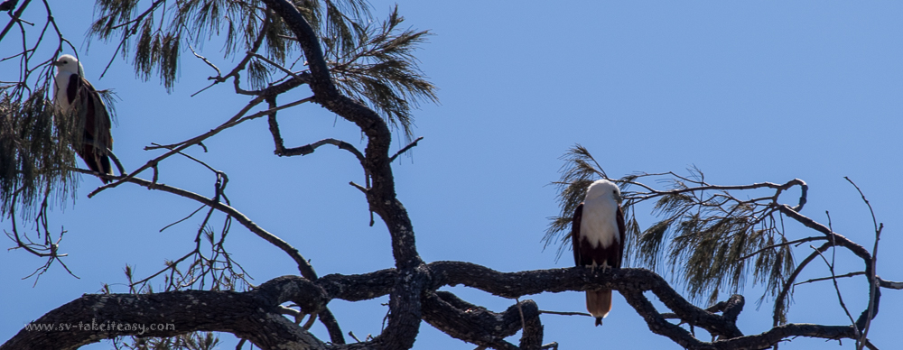 Brahminy Kite