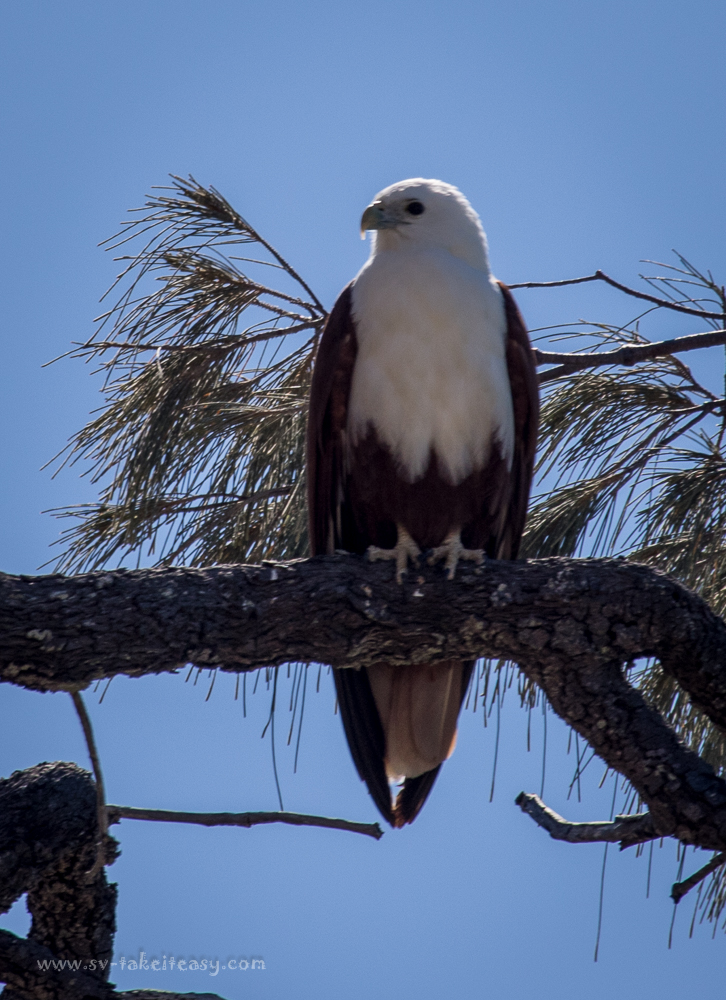 Brahminy Kite