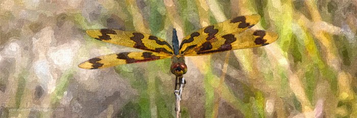 Dragonfly - Week 2