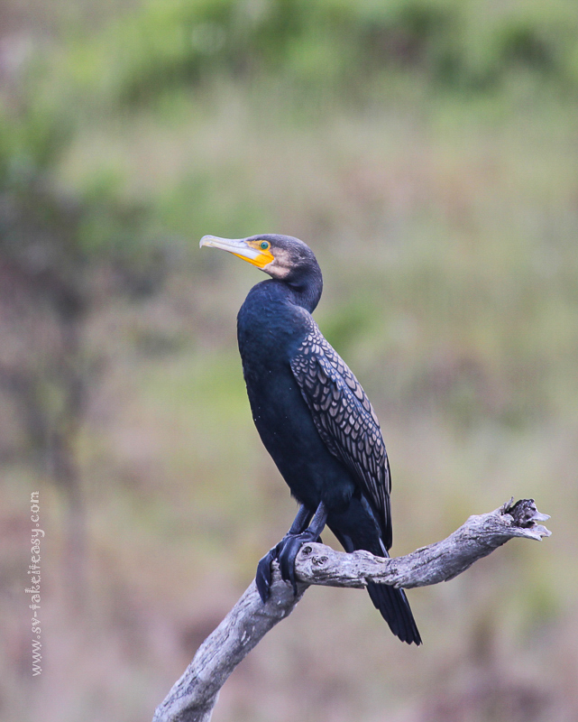Great Cormorant