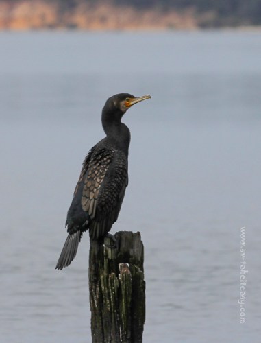 Great Cormorant