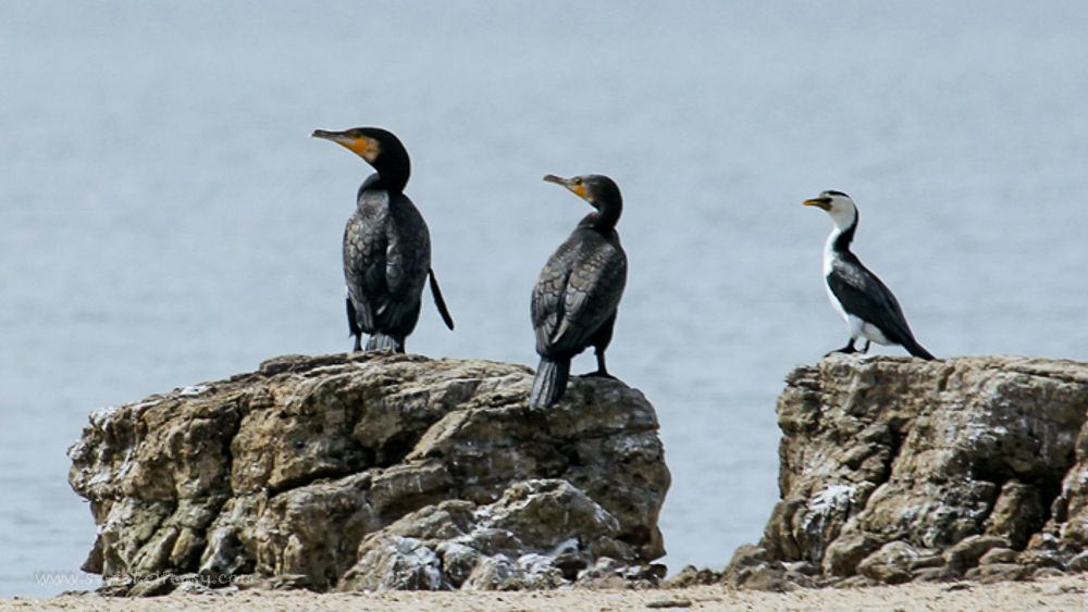 Great Cormorant