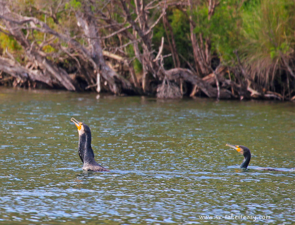 Great Cormorant