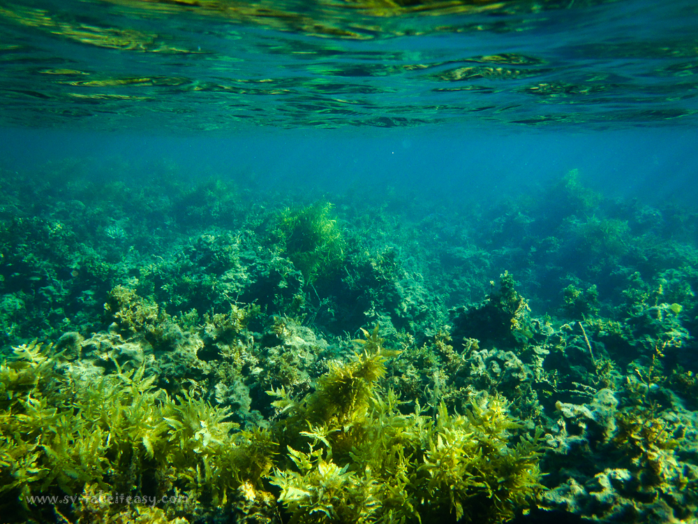 Humpy Island Snorkel