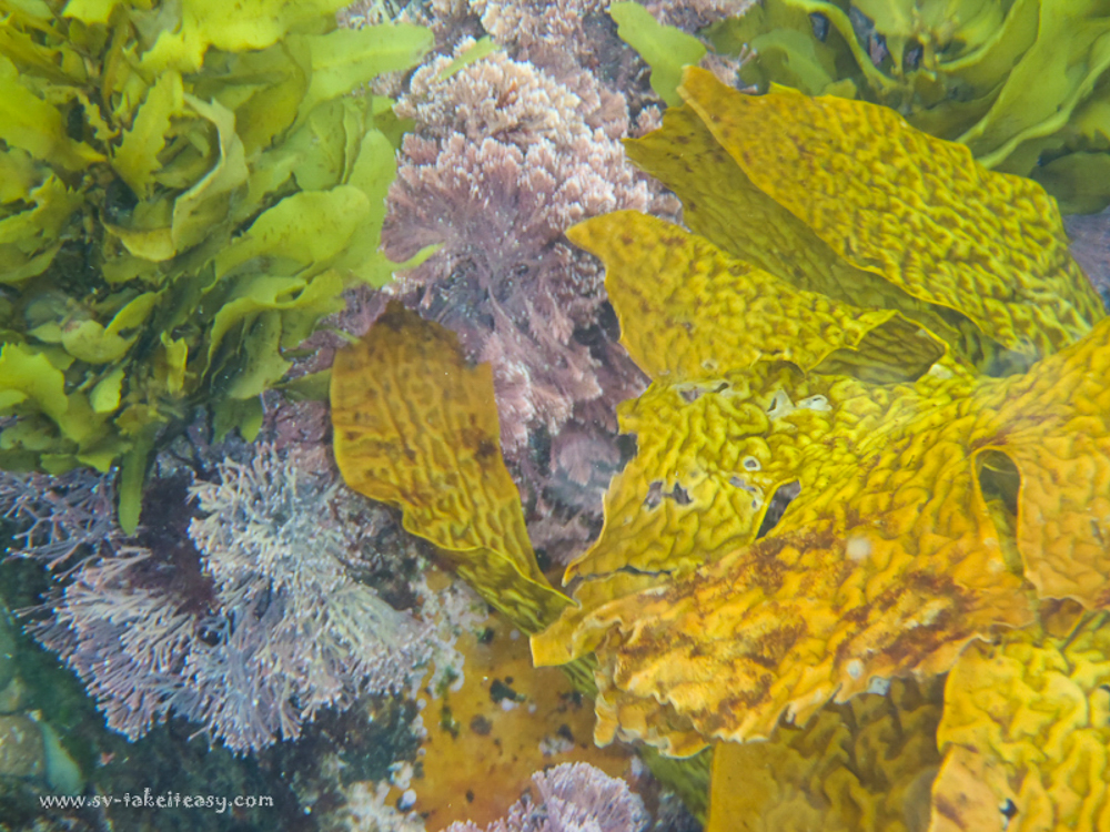 Kelp at Broughton Island