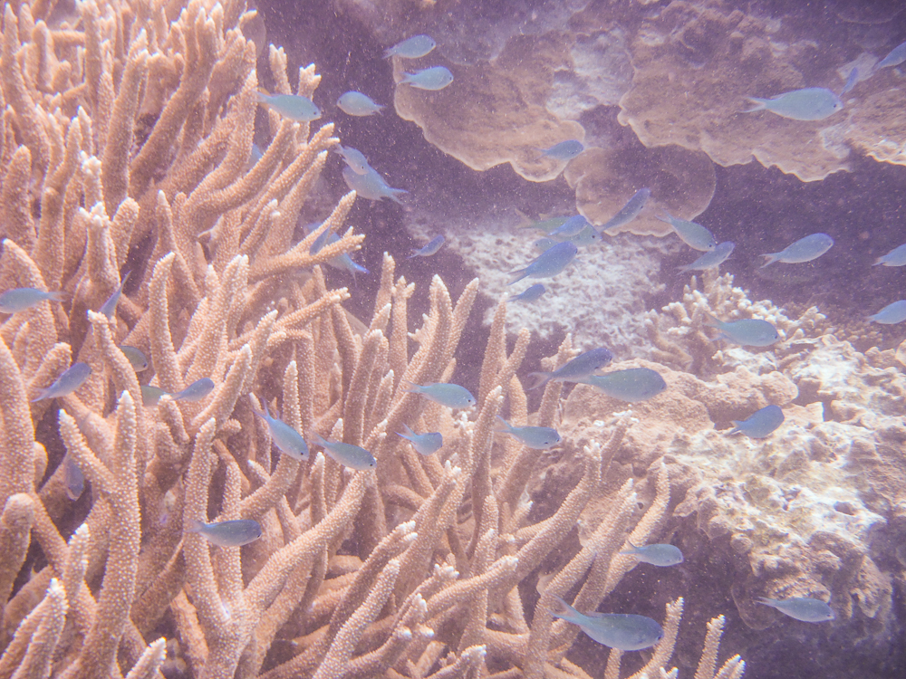 Lady Musgrave Lagoon