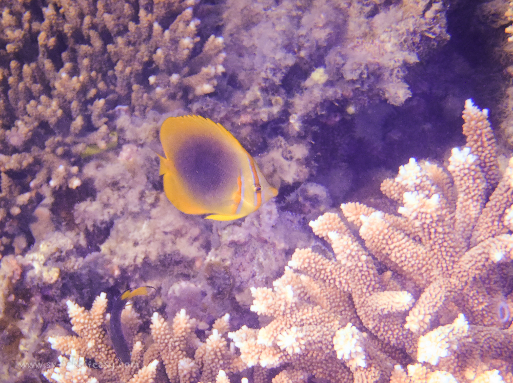 Butterfly fish at the Keppels