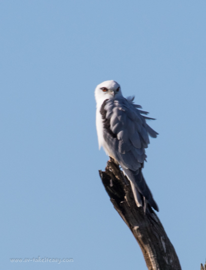 Black-shouldered-kite