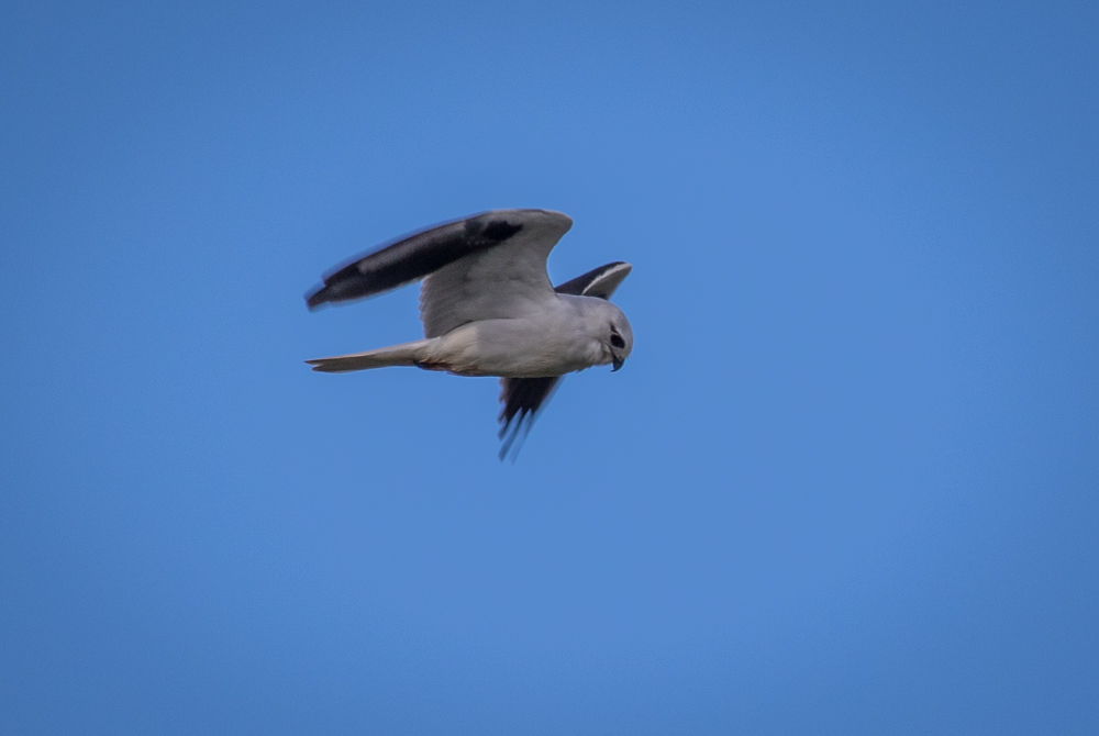 Black-shouldered-kite