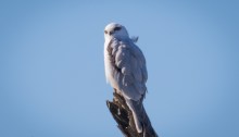 Black-shouldered-kite
