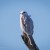 Black-shouldered-kite