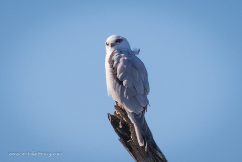 Black-shouldered-kite