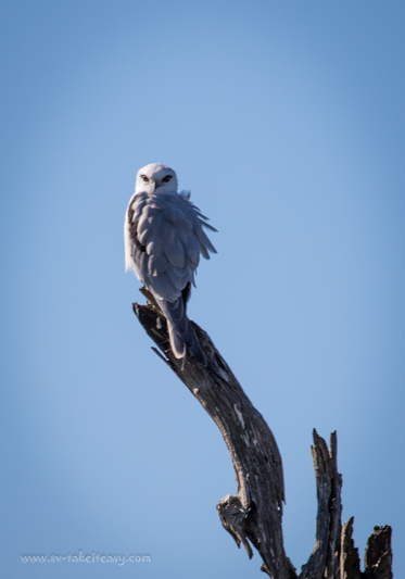 Black-shouldered-kite