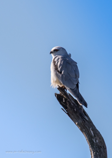 Black-shouldered-kite
