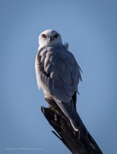 Black-Shouldered-Kite-5